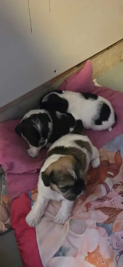 Shih Tzu Puppies 2 girls and 1 boy, View more
