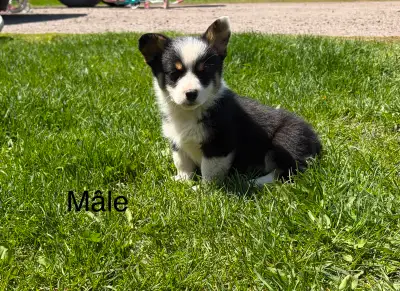 Bébé corgi à la recherche d’une famille, View more