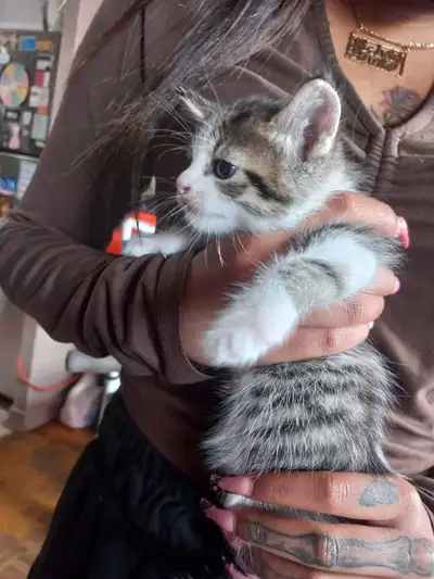 ADORABLE BABY KITTENS READY TO GO, View more