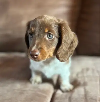 chiot teckel miniature à poil long, View more