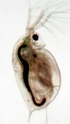 Daphnia Live Food Culture - with FREE spirulina powder + pipette, View more