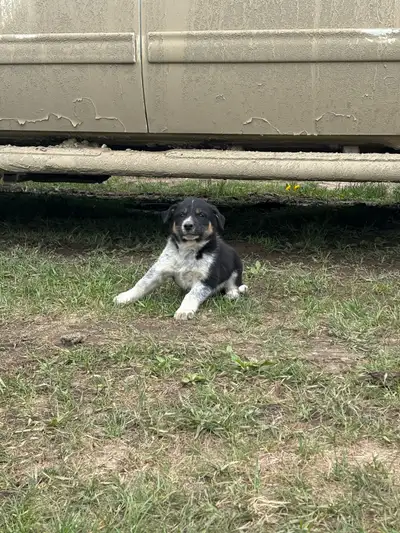 Border collie/Heeler pups 4 males ready to go with first shots. Both parents work cattle.