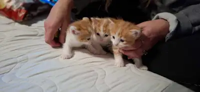 Orange and White Kittens, View more