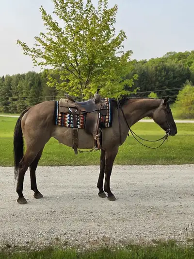 Barrel/ Pole/ RopeHorse, View more
