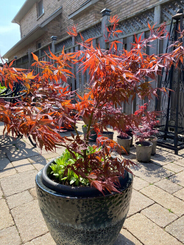 Tree -Japanese Maple (Bloodgood), Spruce, Bonsai, Garden, Plants in Plants, Fertilizer & Soil in Hamilton - Image 3