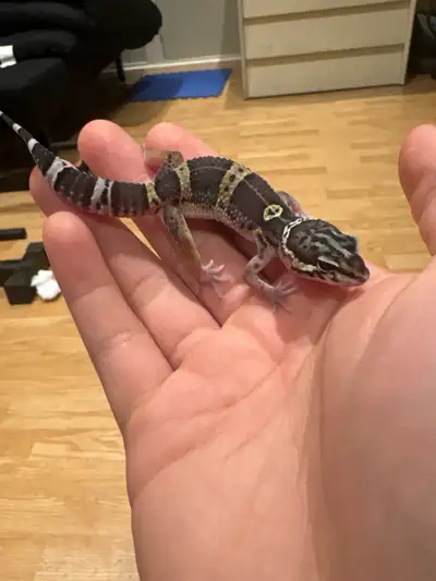 Black Night Leopard Gecko asking for $150 DOB: August 11 2025 Weight: 20 grams Diet: Mealworms Sex:...