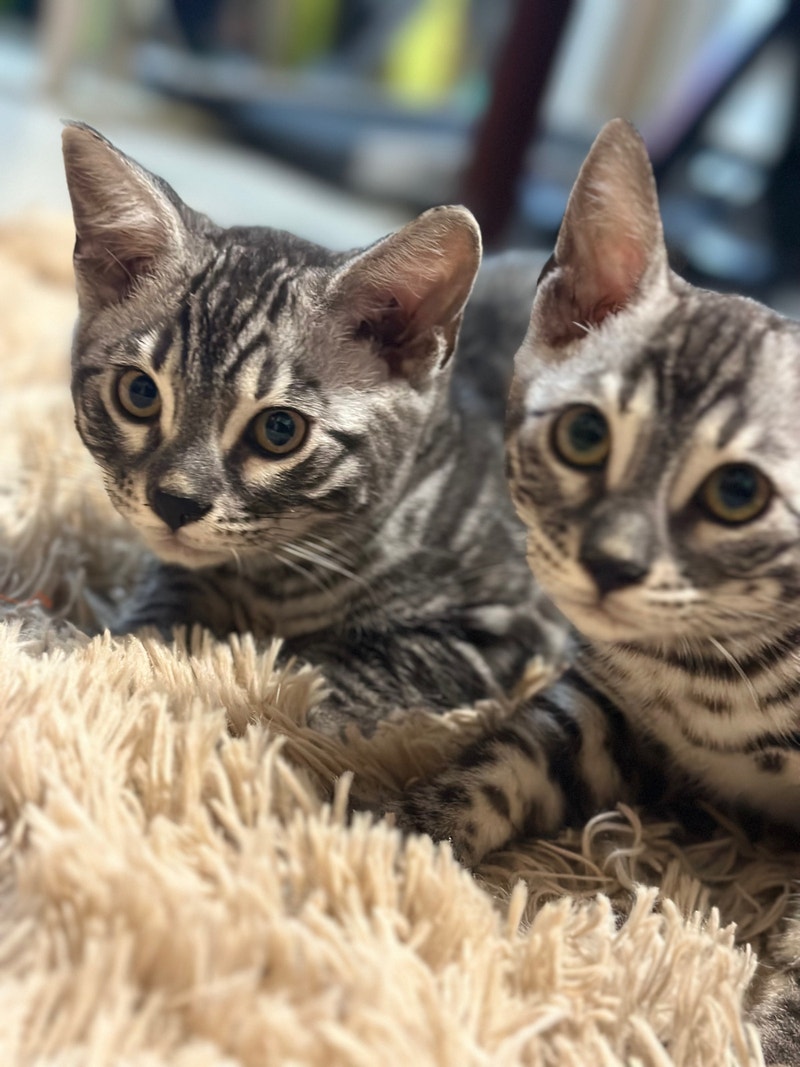 Beautiful Silver Bengal kittens Cats & Kittens for Rehoming Ottawa