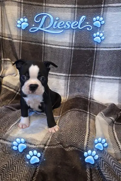Purebred Boston Terrier puppies, View more