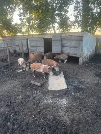 Weanling/feeder pigs, View more