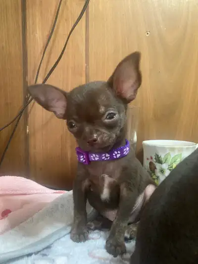 2 very very tiny chihuahua puppies, View more