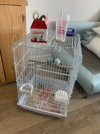 Two budgies with large cage 