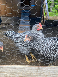 Barred Rock chicks and hatching eggs