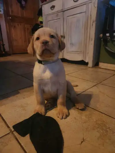 "Early Bird Price" PUPPIES or  $1500.00 English Labrador  Ready, View more