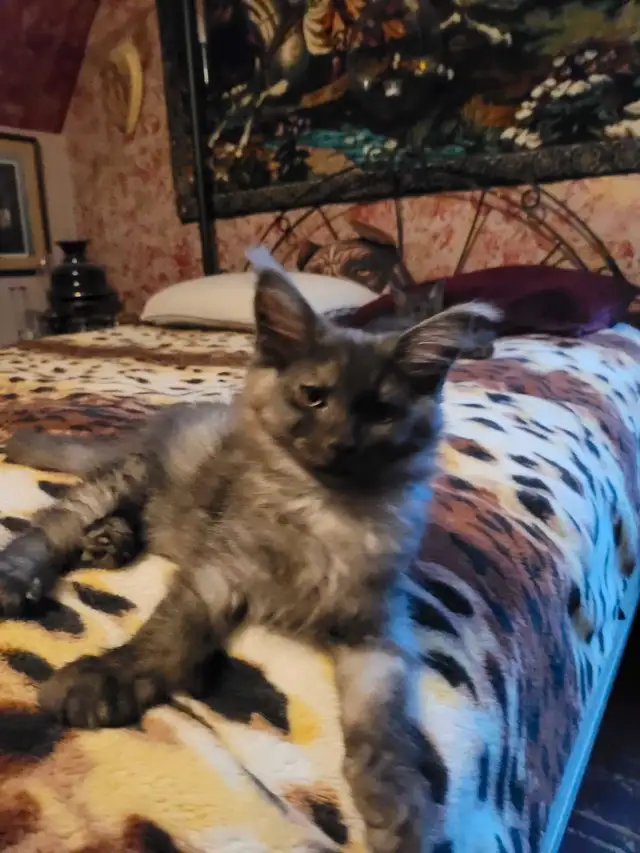 Litter of 5 mainecoon Kittens in Cats & Kittens for Rehoming in Bridgewater - Image 10