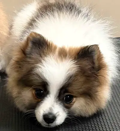 Puppy for sale, View more