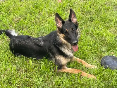 berger allemand 2 ans pur race femelle , View more