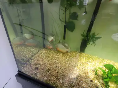 piranha for sale, View more