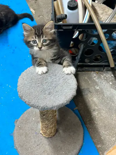 Chaton à vendre, View more