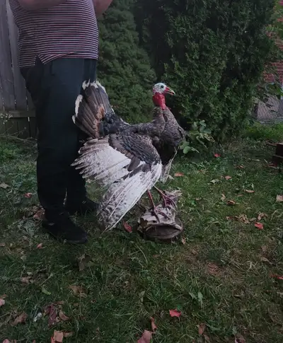 Posable turkey taxidermy ((farm turkey)) move able wings and head.