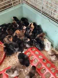 Mixed breed chicks