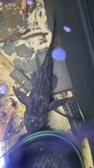 15" Pleco, View more