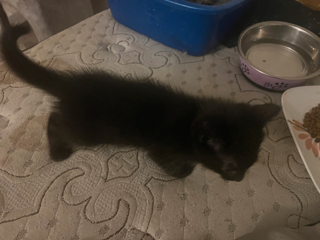 7week old female kitten Black with some white wants a good home in Cats & Kittens for Rehoming in City of Toronto