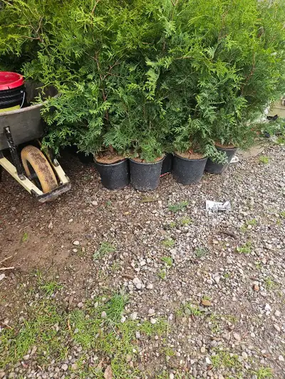Selling many beautiful Black Cedars grown locally in Niagara. They are 4 feet tall and growing. In p...