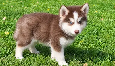 husky puppies blue eyes in Dogs & Puppies for Rehoming in Canada