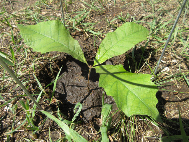 Oak Trees For Sale in Plants, Fertilizer & Soil in Saskatoon - Image 2