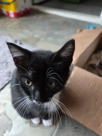 kittens ready born February 4, View more