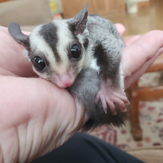 Sugar glider Joeys(available at 8wks) Small Animals for Rehoming