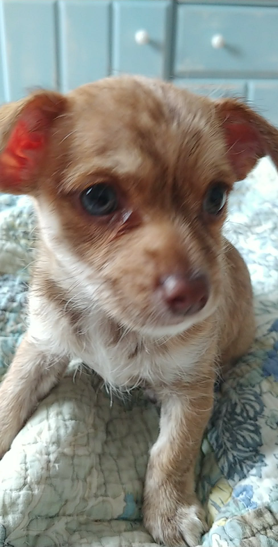 2 petit chiot bichon maltais chiwawa 2 mois le 22juin une femelle et un mâle propre tres enjouée rec...