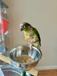 Rehoming 3yr old Green Cheek Conure 