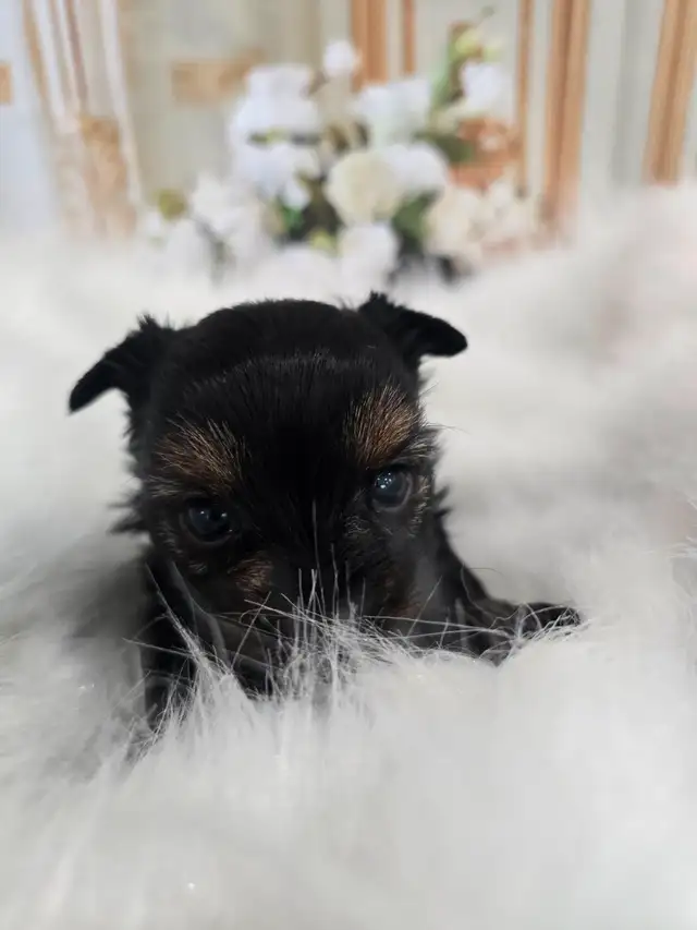 YORKSHIER TERRIER PUPPIES in Dogs & Puppies for Rehoming in Oshawa / Durham Region - Image 7