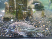 Corydoras fish for sale