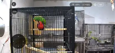 eclectus pair, View more