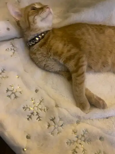 Free adult cat looking for rehoming, View more