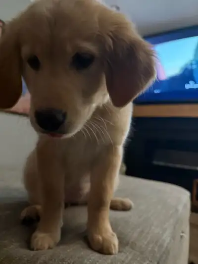Golden Retriever Puppy, View more