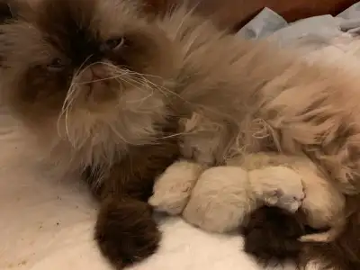 CFA REGISTERED EXOTIC LONGHAIR PERSIAN KITTENS, View more