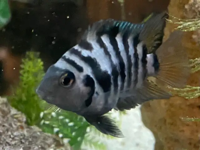CONVICT CICHLIDS FRY - Pickering  in Fish for Rehoming in City of Toronto - Image 2