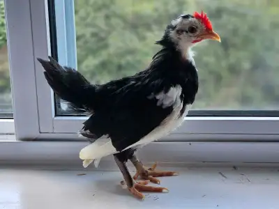 Miniature Rooster serama, View more