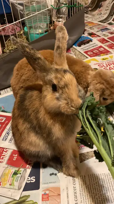 Free Holland Lop and Netherland Dwarf, View more