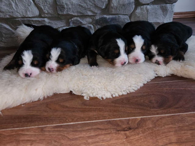 CKC Registered Bernese Mountain Dog Puppies in Dogs & Puppies for Rehoming in Winnipeg - Image 3