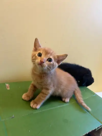 litter trained kittens, View more