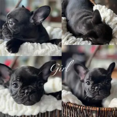 CKC French Bulldog pups, View more
