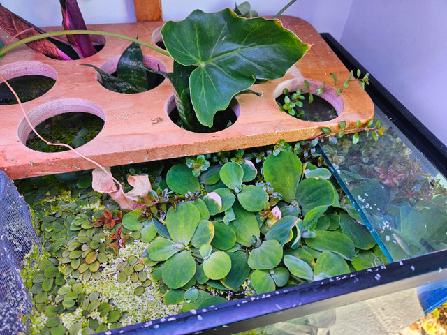 Floating and Other Aquarium Plants in Fish for Rehoming in Richmond - Image 2