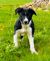 CBCA Registered Border Collie Puppy - 1 left