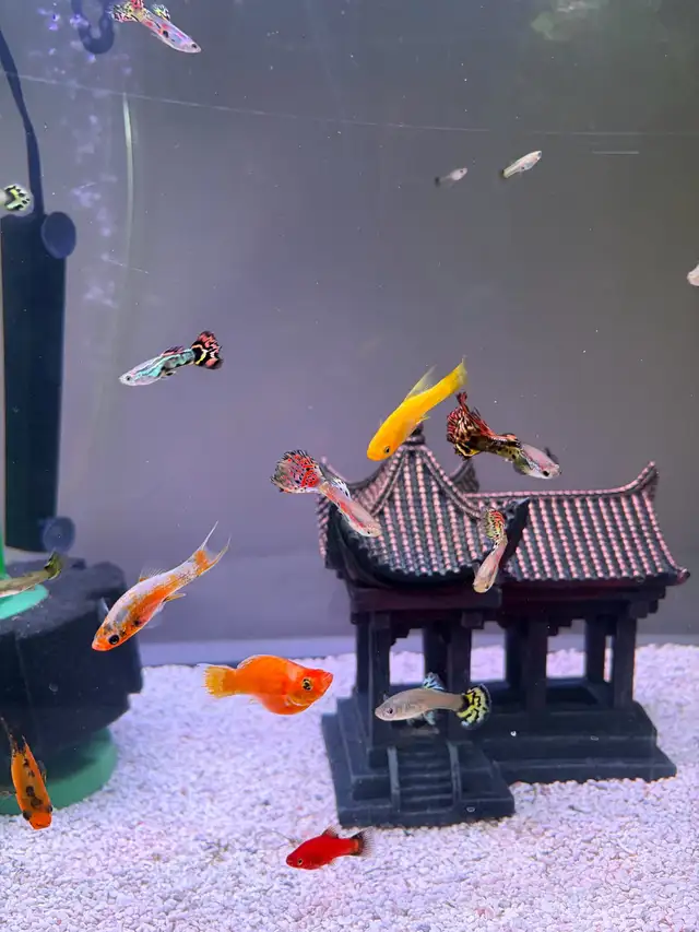 mollies and guppies  in Fish for Rehoming in Richmond - Image 5