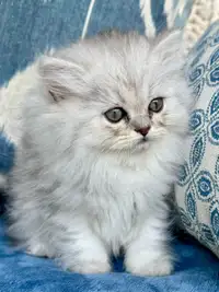 Tiny and Loving Purebred Scottish Straight Female Kitten