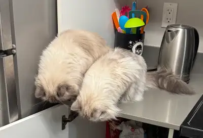 Ragdoll Siblings, View more